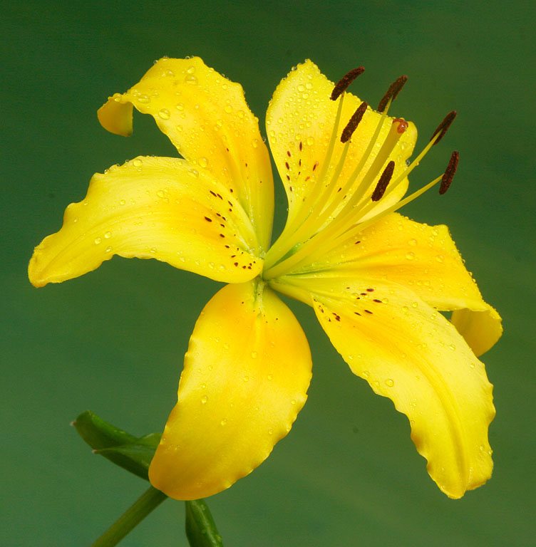 Yellow Lily